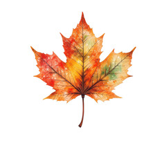 Fototapeta premium Autumn maple leaf with vibrant orange, red, and green colors showing natural beauty and seasonal change