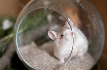 Campbell's Hamster sitting in bathing sand in cage bath time