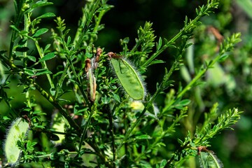 Macro photography of pods on green foliage, capturing details of woodland ecosystem in summer