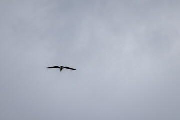 seagull flying in the sky