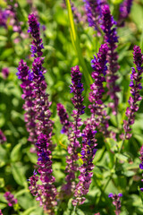 Fototapeta premium Salvia nemorosa, forest sage, beautiful bright color, violet blue flowers in bloom, muscadine flowering ornamental plants in the garden