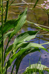 Phreatophyte. American water plantain Alisma plantago-aquatica in swampy-forest river water. Northeast Europe grow on river bank washed away by current, spring water erosion