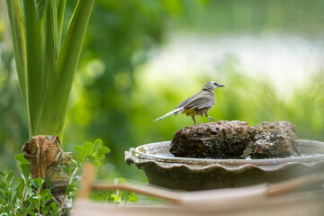 funny Birds playing a water splash in nature summer, wildlife animal scene in motion of freedom moment on water basin sink