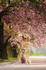 Happy Golden Retriever dog standing on hind legs in a blooming cherry blossom park. Playful pet wearing colorful protective boots enjoying a beautiful spring day outdoors. 