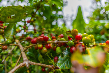 Organic Colombian coffee with farmers picking on the farm. harvesting robusta and arabica coffee berries by farmers hands, worker harvests arabica coffee berries on its branch, harvest concept.