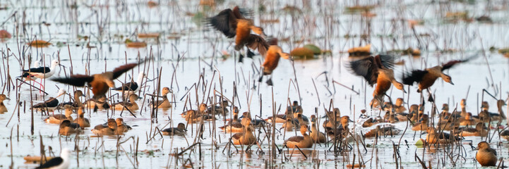 A bird gracefully flies through the open fields embracing the beauty of nature freedom and serenity while capturing the pure essence of peaceful movement under the golden light of the sky