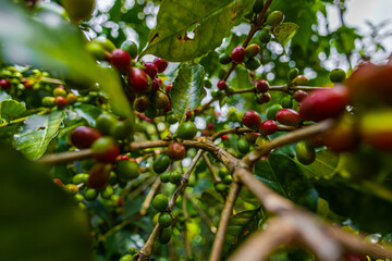 Organic Colombian coffee with farmers picking on the farm. harvesting robusta and arabica coffee berries by farmers hands, worker harvests arabica coffee berries on its branch, harvest concept.