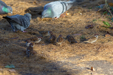 flock of birds on fallen needles