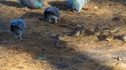 Obraz premium birds on fallen needles