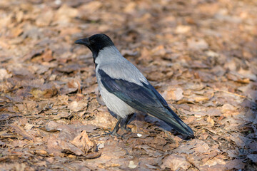 crow on fallen leaves on a sunny spring day