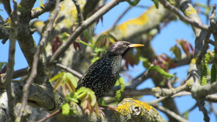 A black starling sits on a tree branch