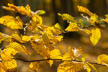 sunlit autumn leaves, colorful fall, colorful hornbeam leafs, carpinus