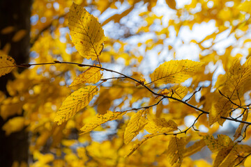 Autumn coloured beech leaves on a grey background in a forest. Autumn nature
