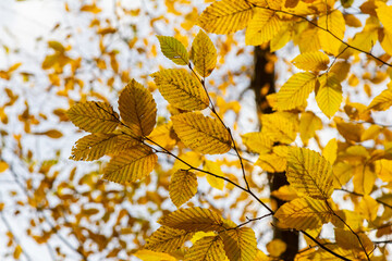 Branchs of with yellow golden leaves hornbeam Carpinus betulus against sun light in autumn in forest with space for text. View from below