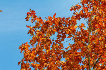 Autumn landscape. Autumn oak leaves