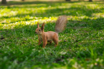 A squirrel runs on the grass © evastud