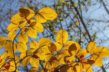 Autumn coloured beech leaves on a grey background in a forest. Autumn nature