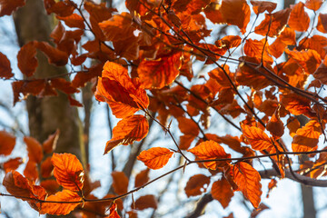 Autumn coloured beech leaves on a grey background in a forest. Autumn nature