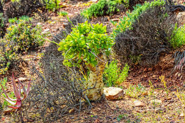 Unusual succulent Butter Bush plant with thick trunk resembling a small tree in the mountains above the Biedouw Valley in the northern Cederberg, South Africa