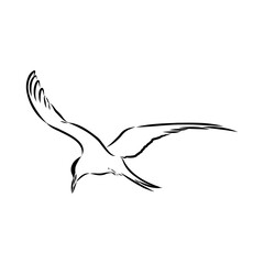 Aleutian Tern. Vector outline icon.