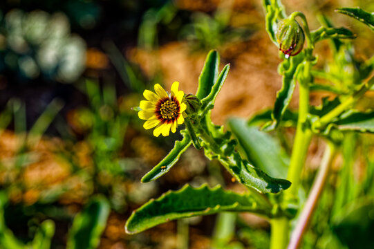 Tiny bright yellow and brown daisy Osteospermum monstrosum wildflower in the Biedouw Valley during late springtime in the northern Cederberg, South Africa