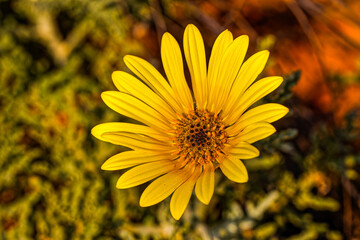 Bright yellow Ursina daisy wildflower growing in the veld in the mountains above the Biedouw Valley...