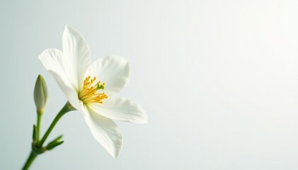 Delicate white flower, pristine petals against pure backdrop, botanical, blossom