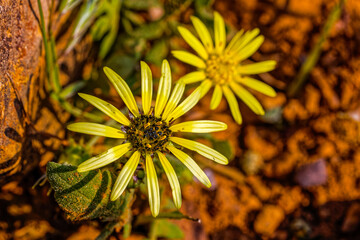 Pretty Cape Dandelion growing in barren veld in the mountains above the Biedouw Valley in the...