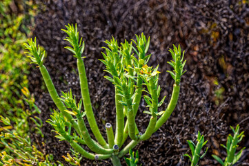 Obraz premium Small spreading Euphorbia known as pencil milkbush that's about to flower in the mountains above the Biedouw Valley in the northern Cederberg, South Africa