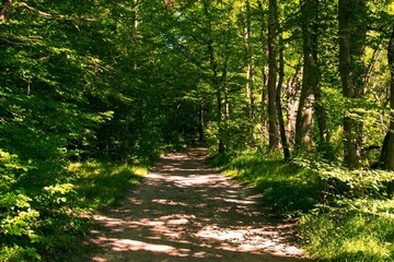 Fototapeta premium Serene forest scenes featuring green paths and moss-covered tree roots, ideal for wellness, hiking and nature themes.