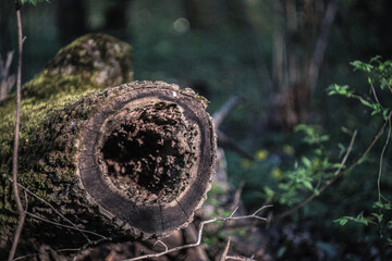 An old tree stump in the forest with moss