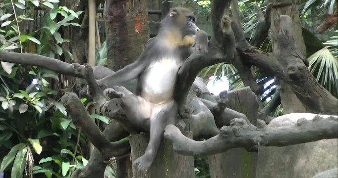 A group of mandrills playing	