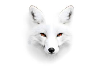 Obraz premium White fox head portrait, wildlife, close-up, isolated on white background