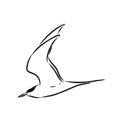 Aleutian Tern. Vector outline icon.