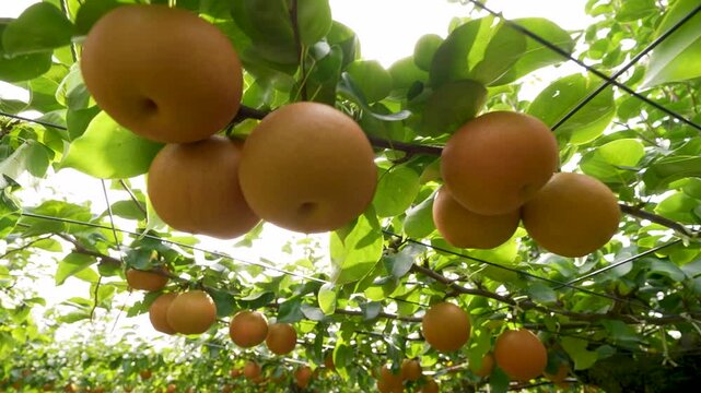 Pear tree with fruits, Pyrus