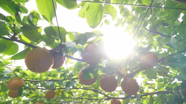 Pear tree with fruits, Pyrus