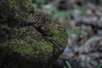 An old tree stump in the forest with moss