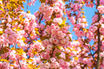 Cherry blossoms bloom against a vibrant blue sky, showcasing natures beauty in springtime tranquility of a serene garden