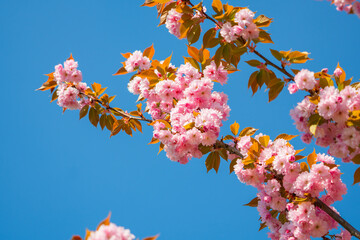 Blooming cherry blossoms greet the clear blue sky in a serene display of spring beauty and natures renewal