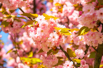 Springtime petals dance in the breeze beneath a brilliant blue sky in a peaceful cherry blossom grove