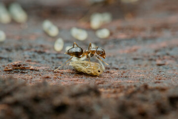 Caribbean crazy ants and larva on the rotten wood