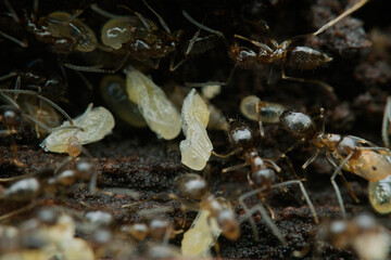 Caribbean crazy ants colony and larva on the rotten wood