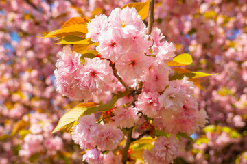 Beautiful cherry blossoms bloom gracefully in a serene park under the radiant spring sun