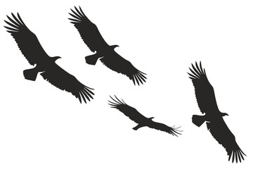 Obraz premium Silhouette vector illustration of four eagles in flight against a white background