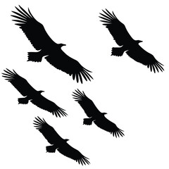 Naklejka premium Silhouette vector of turkey vultures soaring against a white sky backdrop