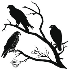 Obraz premium Three hawks silhouettes perched on bare tree branches black and white illustration