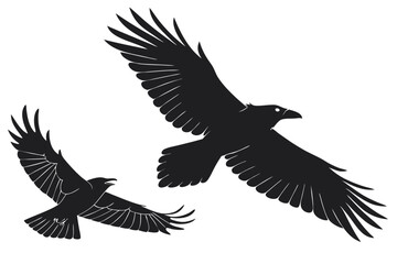 Naklejka premium Two black ravens flying in silhouette with wings spread wide open