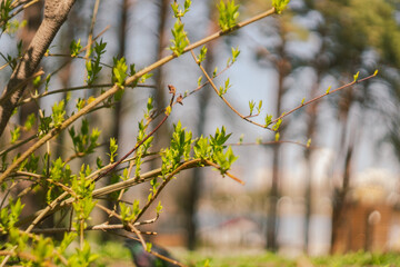 White Kolkwitzia amabilis, Beauty Bush in flower.