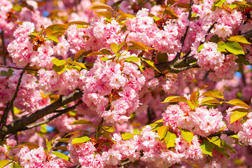 Cherry blossoms bloom vibrantly in spring, captivating viewers with their delicate beauty and enchanting fragrance in a serene garden