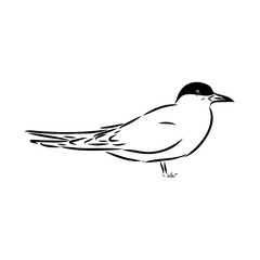 Aleutian Tern. Vector outline icon.